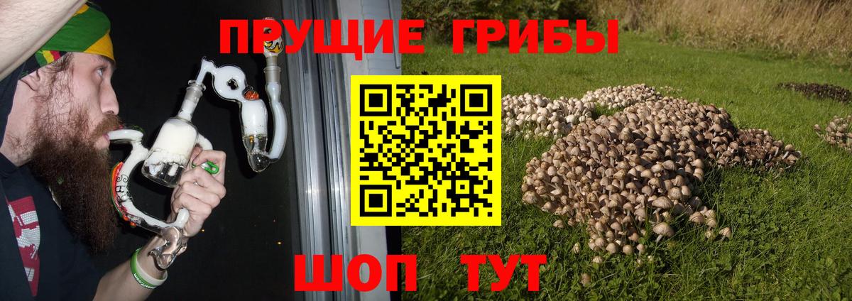 где можно купить   Псилоцибиновые грибы Cubensis  Вход с VPN  Вышний Волочёк 
